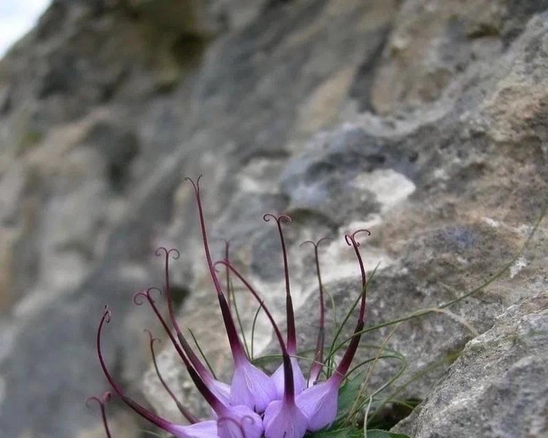 恶魔之花（揭开黑曜花背后隐藏的魔幻故事）