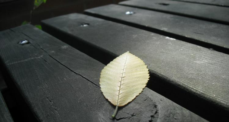 孤独的植物，寂寞之花（揭秘寂寞孤独的植物世界）