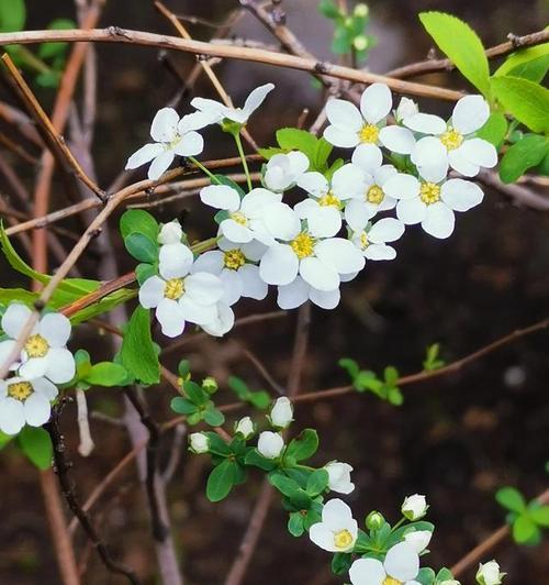 积极向上的植物（探寻自然界中的乐观力量）