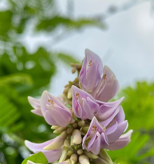 相思之苦-苦恋花开（以花为见证）