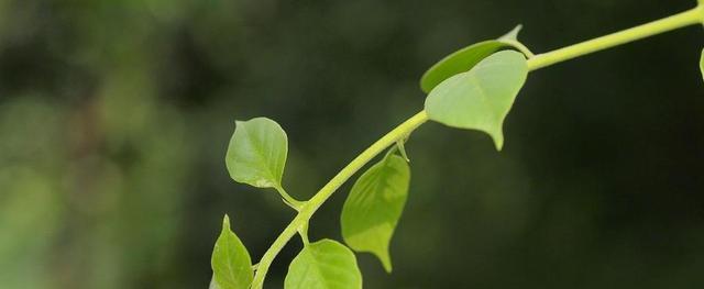 亲情之花（植物的力量）