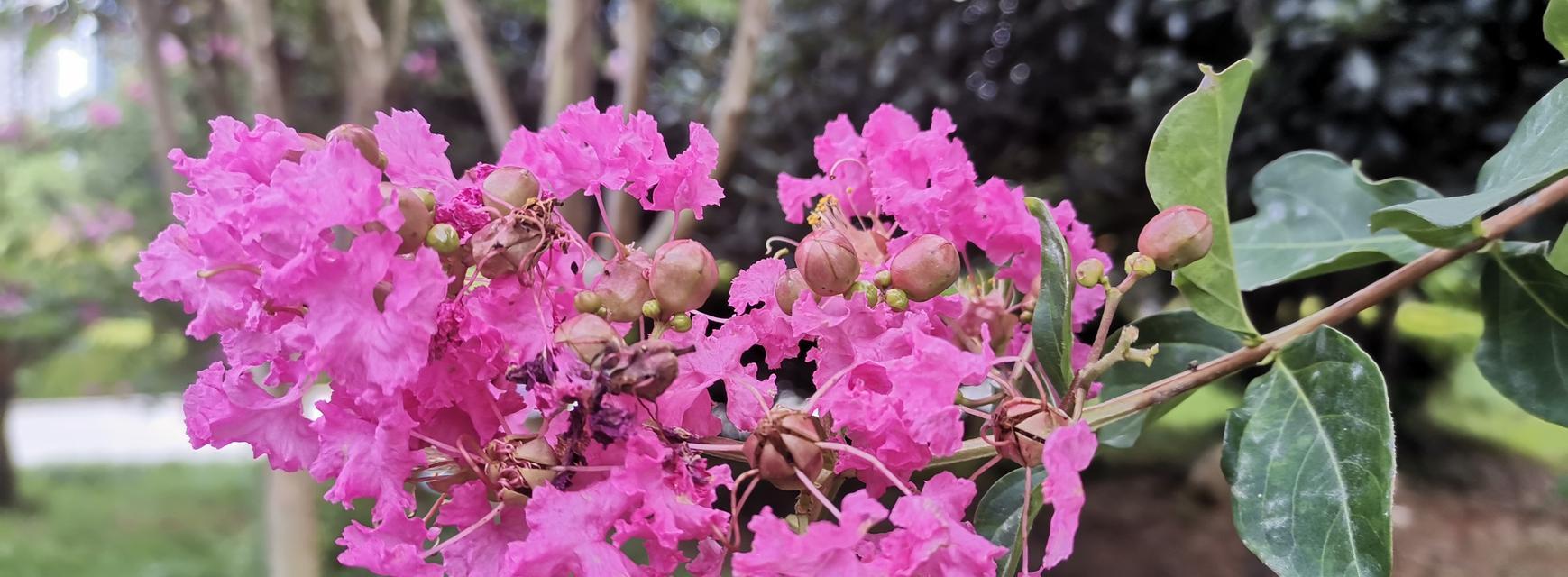 热情奔放的花朵（美丽花朵散发热情）