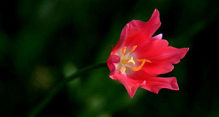 热情奔放的花朵（美丽花朵散发热情）