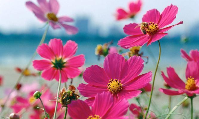 热情奔放的花朵（美丽花朵散发热情）