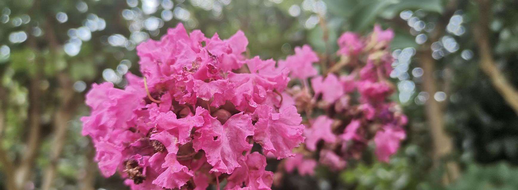 热情四溢的花海世界（以代表热烈张扬的花为主题的壮美景观）