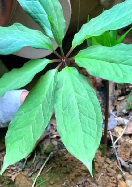 植物中的守护者-探索代表守护的植物（揭秘植物世界中的保护使者与他们的神奇之处）