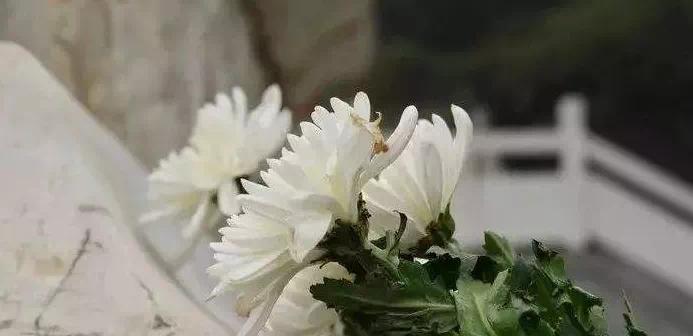 悼念与回忆（花语传递心声）