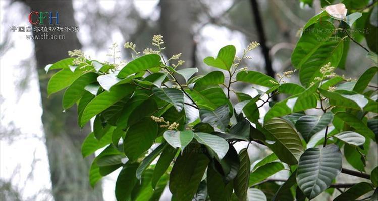 希望之花（探寻花海中的希望）