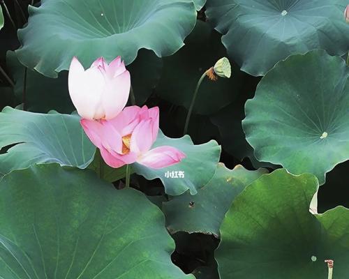 花开花落间的意难平（以代表意难平的花为主题）