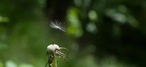 植物之美（探索植物世界中的坚韧与奇迹）