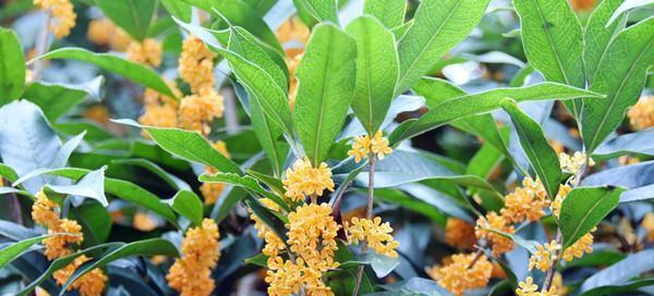 中秋花香，满月团圆（盛开芬芳）