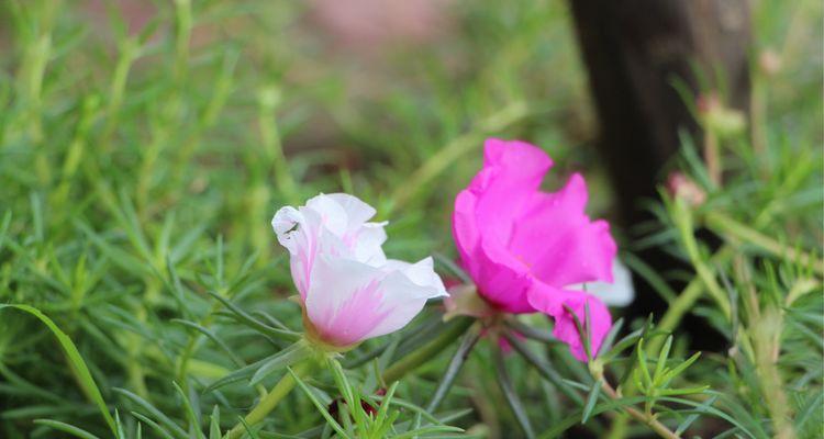 自强不息的花——力挽狂澜（用花朵的力量助推人生进步）