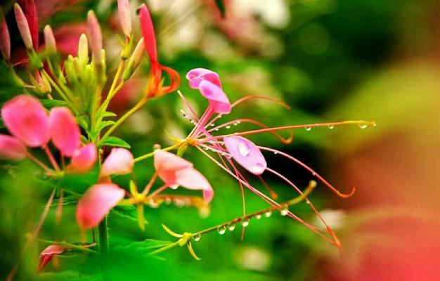 蝶恋花花语及其代表意义（揭秘蝶恋花的浪漫花语）