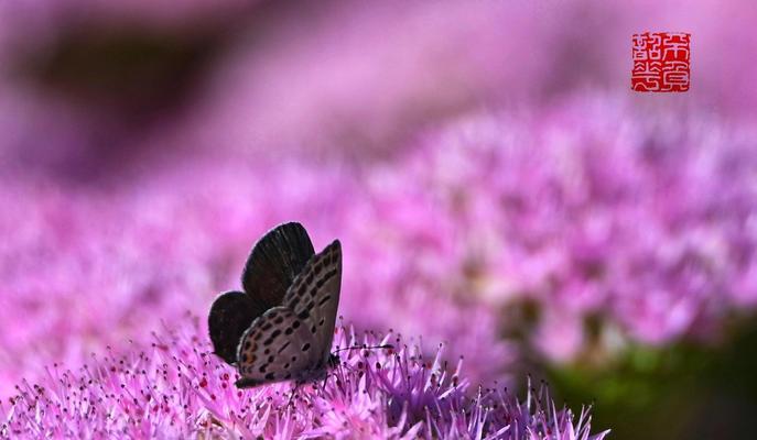 蝶恋花花语及其代表意义（揭秘蝶恋花的浪漫花语）