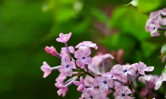 丁香花的象征意义及寓意（用花语传递情感）