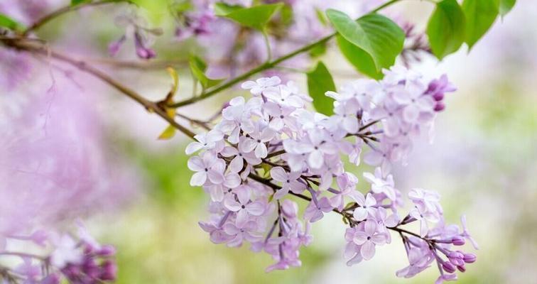 丁香花的花语及其含义（揭开丁香花背后的深意）