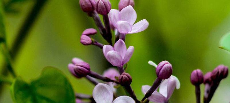 丁香花花语的神秘之美（揭开丁香花背后的五大代表意义）