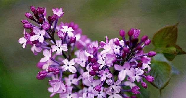 丁香花花语的神秘之美（揭开丁香花背后的五大代表意义）