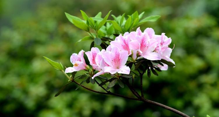 杜鹃花与生肖的契合之谜（生肖与杜鹃花）