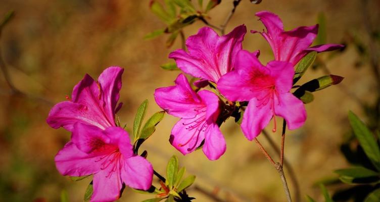 杜鹃花与生肖的契合之谜（生肖与杜鹃花）