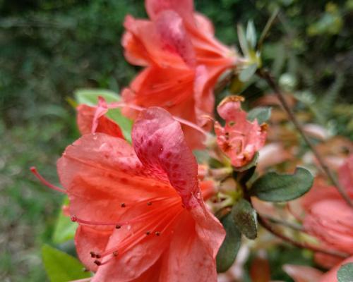 杜鹃花（探寻杜鹃花的象征意义及其在风水中的作用）