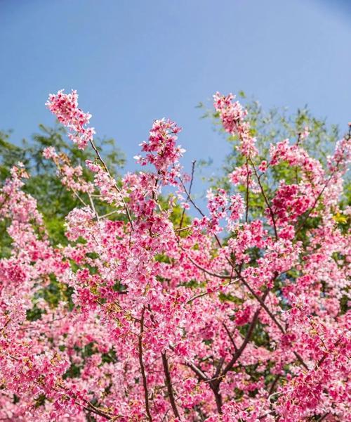 粉色樱花的花语传递（探寻粉色樱花代表的情感与意义）