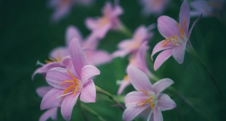 风雨花的花语与寓意（探索风雨花的含义）