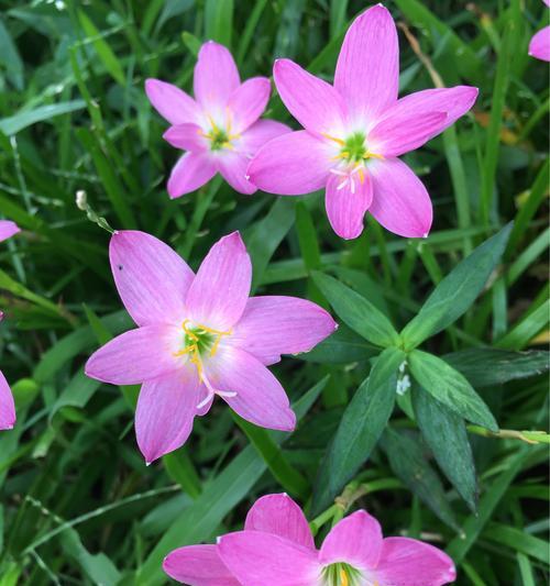 风雨花的花语与寓意（探索风雨花的含义）