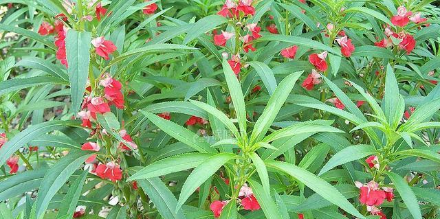 凤仙花（凤仙花的象征意义与故事传承）