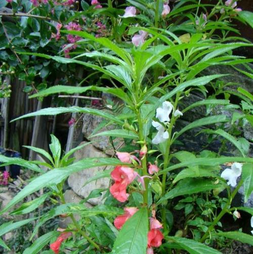 凤仙花的五种颜色与寓意（探索凤仙花的美丽与意义）