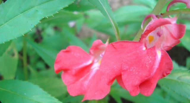 凤仙花的五种颜色与寓意（探索凤仙花的美丽与意义）