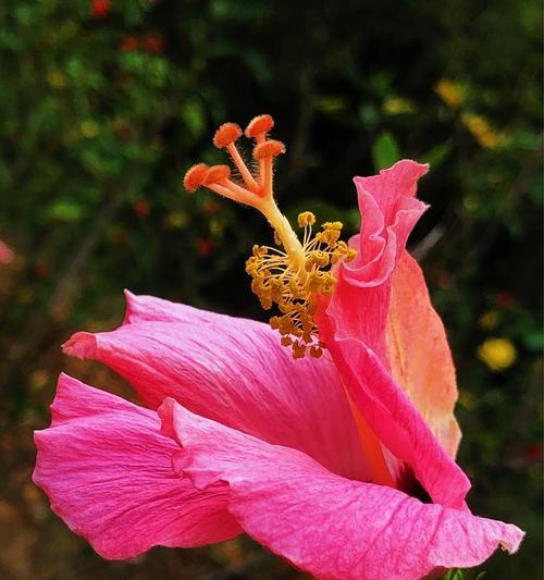 以扶桑花见证生命之美（扶桑花的象征意义与寓意）