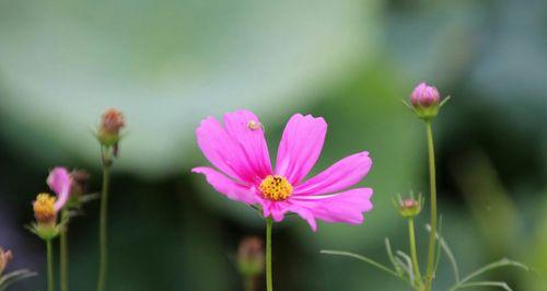 格桑花（探寻格桑花所象征的意义和价值）