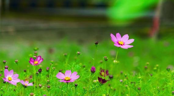 格桑花（寓意深远的格桑花）