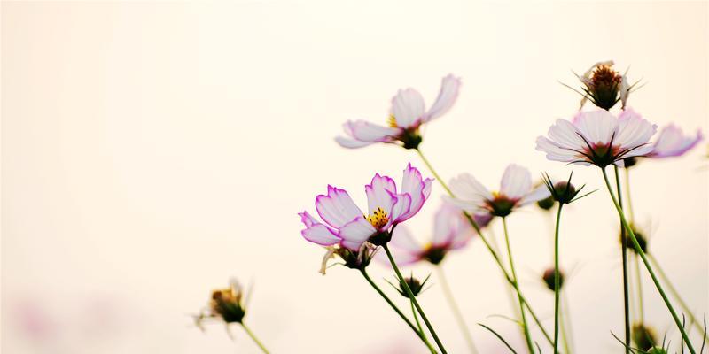 格桑花风水寓意与作用（揭秘格桑花的神奇力量）