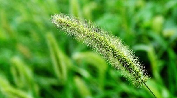 狗尾巴草花语与寓意解读（美丽而深刻的花语）