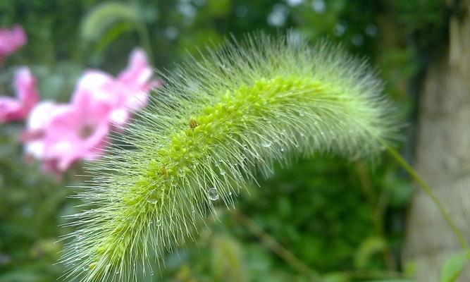 狗尾巴花的花语与含义（揭开狗尾巴花的神秘面纱）