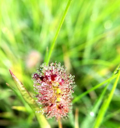 狗尾巴花的花语与含义（揭开狗尾巴花的神秘面纱）