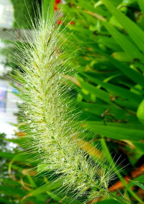 狗尾巴花的花语与含义（揭开狗尾巴花的神秘面纱）