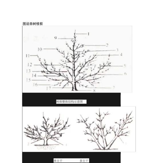 如何正确剪枝鹅掌柴（图解鹅掌柴修剪方法）