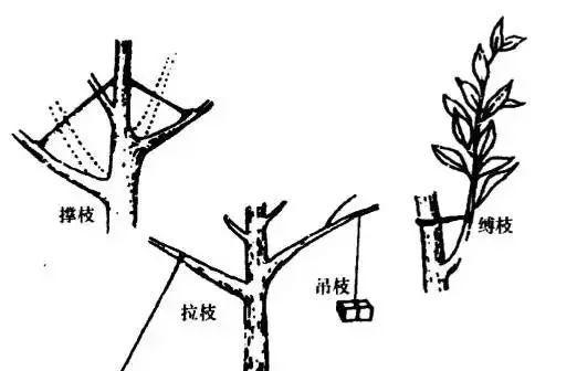 如何正确剪枝鹅掌柴（图解鹅掌柴修剪方法）