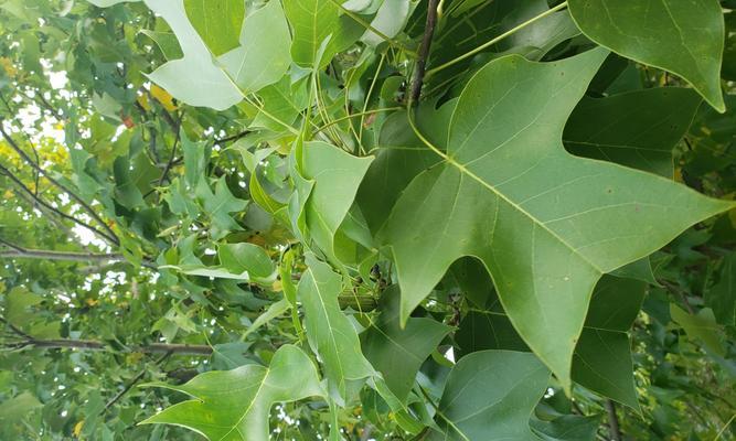 鹅掌楸木——神奇的植物世界宝藏（了解鹅掌楸木的种类）