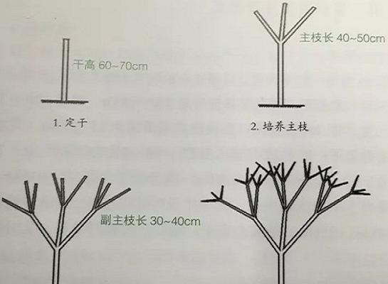 鹅掌藤修剪方法（一步步教你打造美丽健康的鹅掌藤）