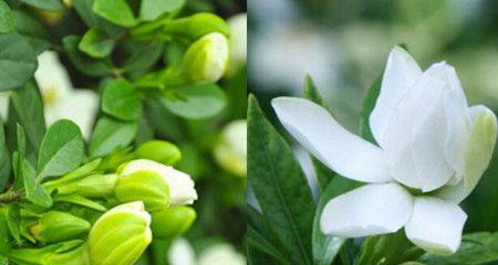 枙子花的花期（了解枙子花开花的时期）