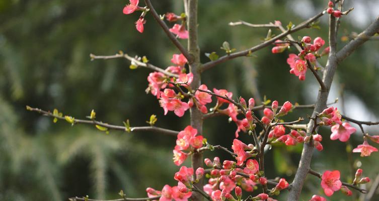 探索二月花的特点、生长环境与品种分类（探索二月花的特点）