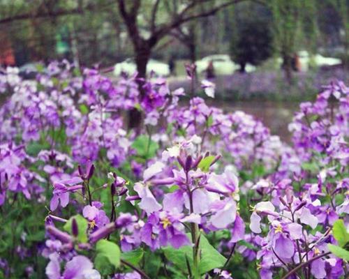 二月兰的盛放时期及生长环境（春节后盛开）