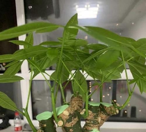 探究发财树的生长过程（从种植到收获）