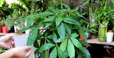 探究发财树的生长过程（从种植到收获）