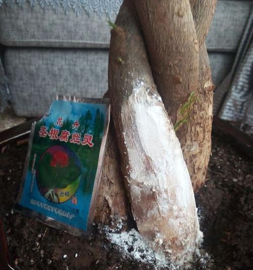 发财树的根系发达，为什么（探究发财树的根系生长特点及其对植株健康的影响）