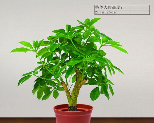 探秘发财树和七叶莲（一种植物的神奇力量）